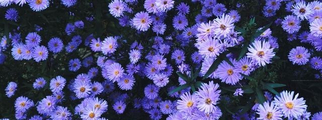 .*･ﾟ 紫苑  .ﾟ･*.@書きだめ制作なうさんの壁紙画像