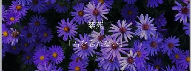 ︎ ︎ ︎ ︎ゆ ぃ @ 低浮さんの壁紙画像