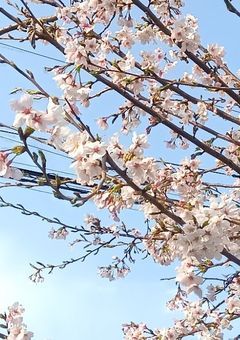 ෆ‪‪꒰ঌ お悩み相談室 ໒꒱ෆ‪‪