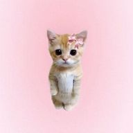 りんりんさんのアイコン画像