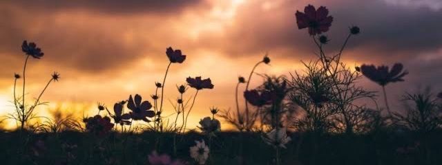 むめいさんの壁紙画像