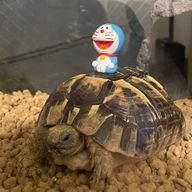 ゆうふらんくさんのアイコン画像