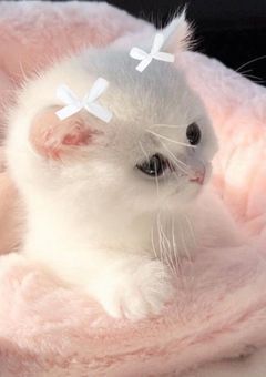 転生したら猫でした！？