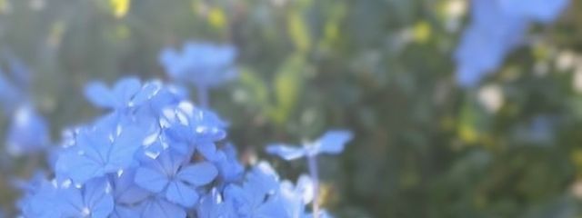 シロネコ🐈‍⬛🐾さんの壁紙画像