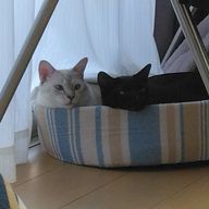 ルシュさんのアイコン画像