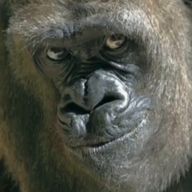 🦍さんのアイコン画像