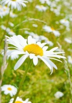 マーガレットが咲く頃に。