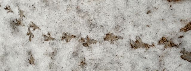 雪うさぎさんの壁紙画像