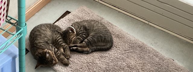 猫好きのみなさんの壁紙画像