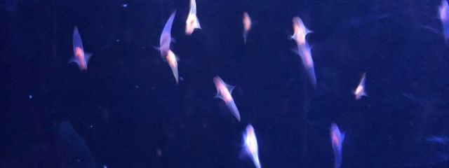 藤宮さんの壁紙画像