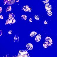 あおいさんのアイコン画像