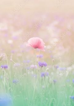 【参加型〆】一意専心！花畑での人狼ゲーム