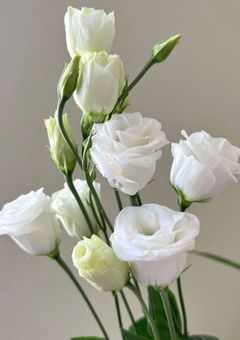 三輪の華