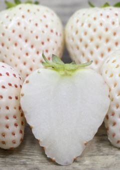 エンジェルエイト