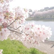 accoさんのアイコン画像