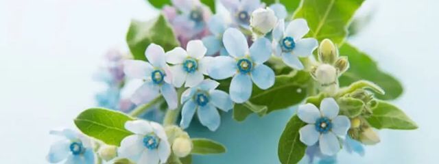 ごりらさんの壁紙画像