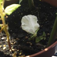 零雷さんのアイコン画像