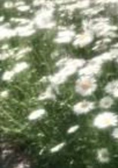 私が推してる君