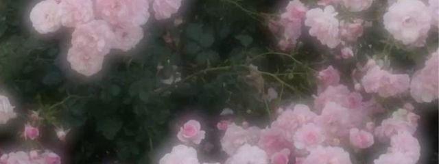 ‎　‎　‎　‎　椎 名　‎‎。 ‎　‎　‎　‎　さんの壁紙画像