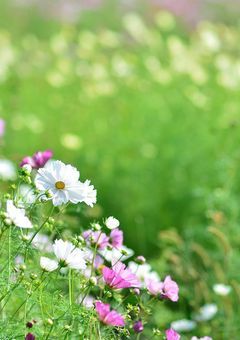 Prologue・ネタの花畑