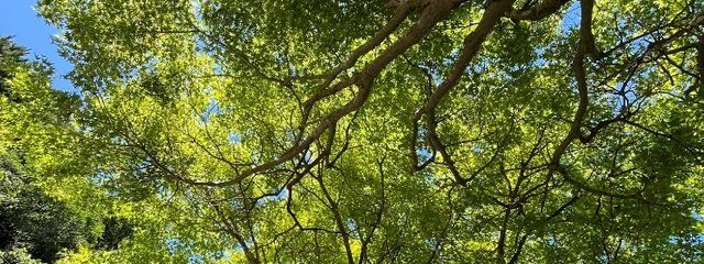 mi_thvさんの壁紙画像