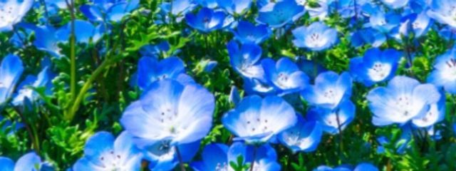 つぶつぶさんの壁紙画像