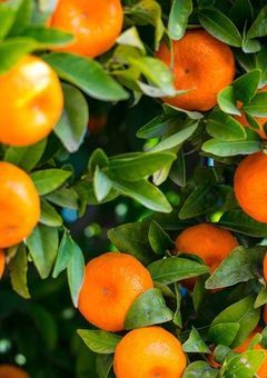 おれんじいろの実