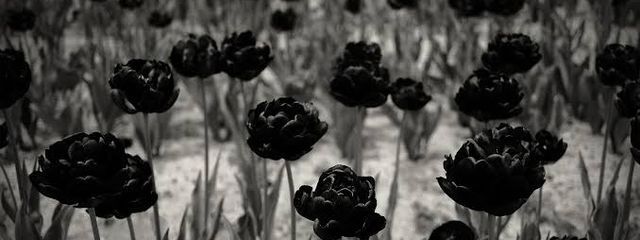 @ め ぐ ろ の ゆ い.さんの壁紙画像