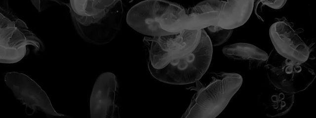 Ｋｏｈａさんの壁紙画像