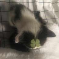 おやすむききさんさんのアイコン画像