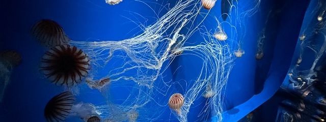 しぃ🦢さんの壁紙画像