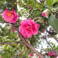 ネロナさんのアイコン画像