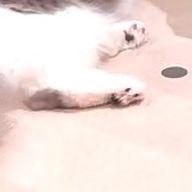 ざぶさんのアイコン画像