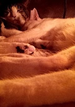 mmmr、にゃんこ大戦争の世界に入った件