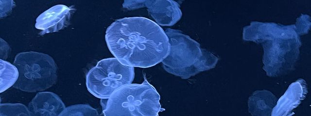 snさんの壁紙画像