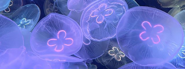 ⚽⛓️愛莉💙💚さんの壁紙画像