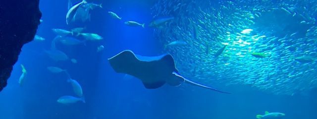 海月姫さんの壁紙画像