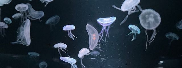 海月姫  彗月観測員-tag 08さんの壁紙画像