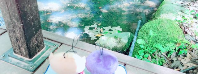 Sca💡🐟さんの壁紙画像