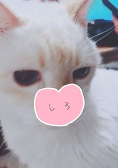 しまのお話部屋💬🎀