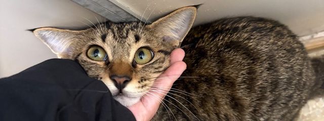 しぅくりぃむ　期末明けたけど絵描きすぎて筋肉痛( ᐛ )さんの壁紙画像