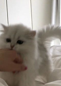 　　　　#　愛され猫　日記　。