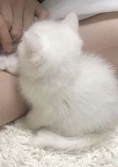 ばかっぷるの　性欲事情　。