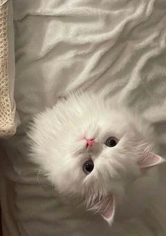 ナイモノネダリ　。