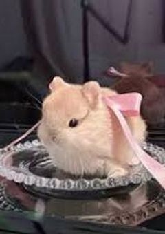 　　💎　'　曲パロ