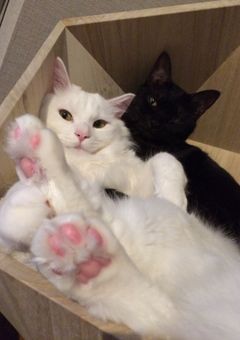 幼児組”犯”日記