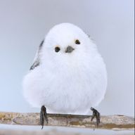 saraさんのアイコン画像
