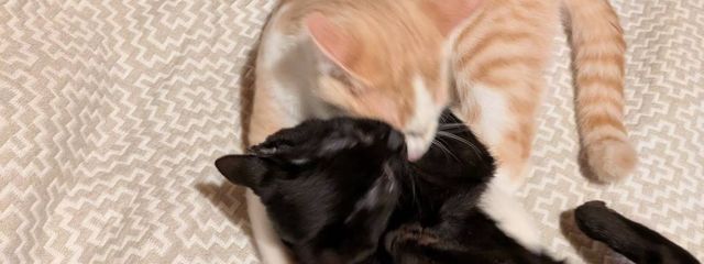 Ｙ　　　@JJBA 界隈 夢女さんの壁紙画像