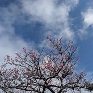りんさんのアイコン画像