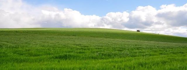 かぴばらさんの壁紙画像